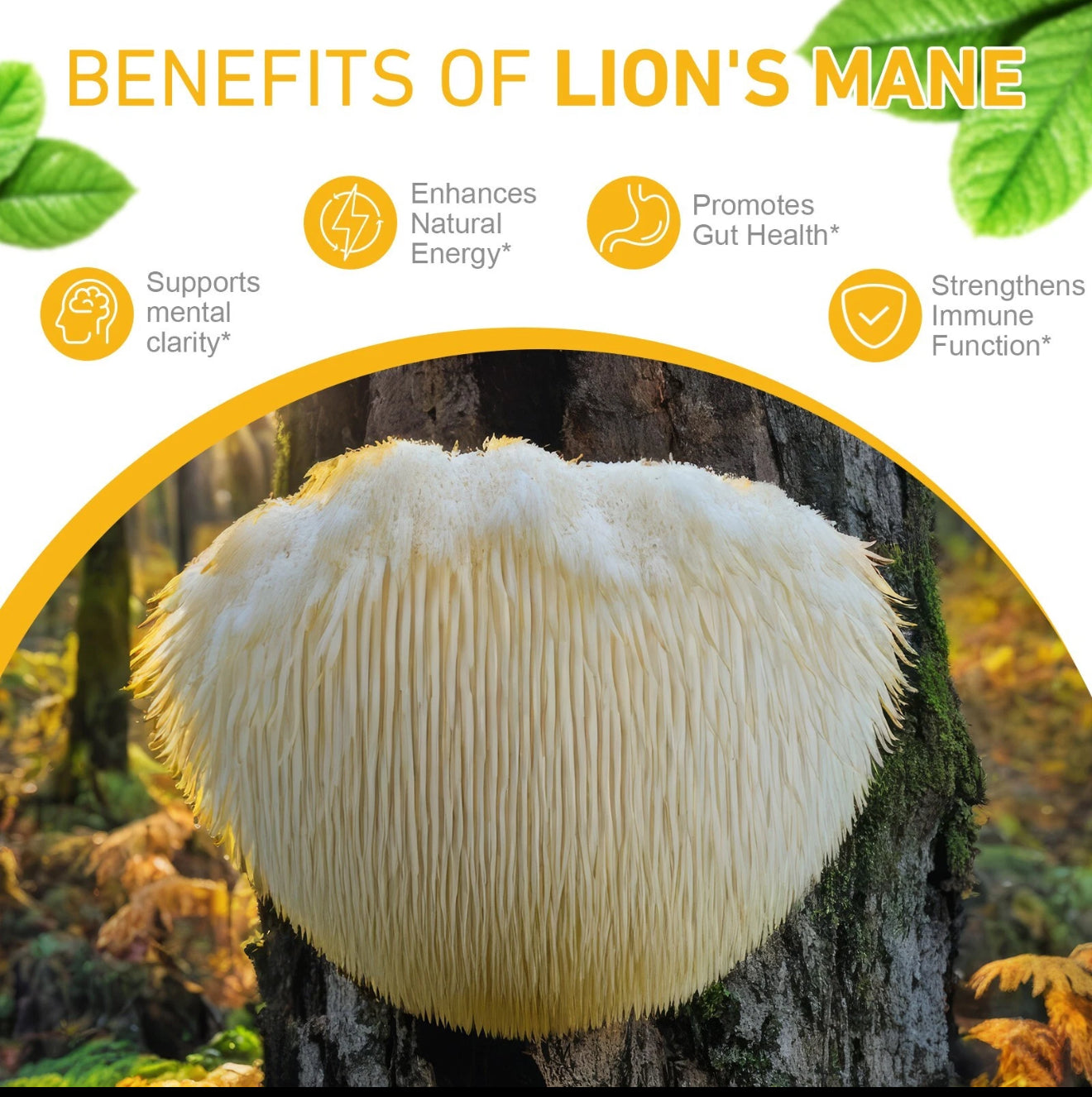 Lions Mane Supplement - Daily Mushroom Supplement for Memory, Focus & Clarity - Brain Booster - Lions Mane Tincture for Immune Support - 60ml
