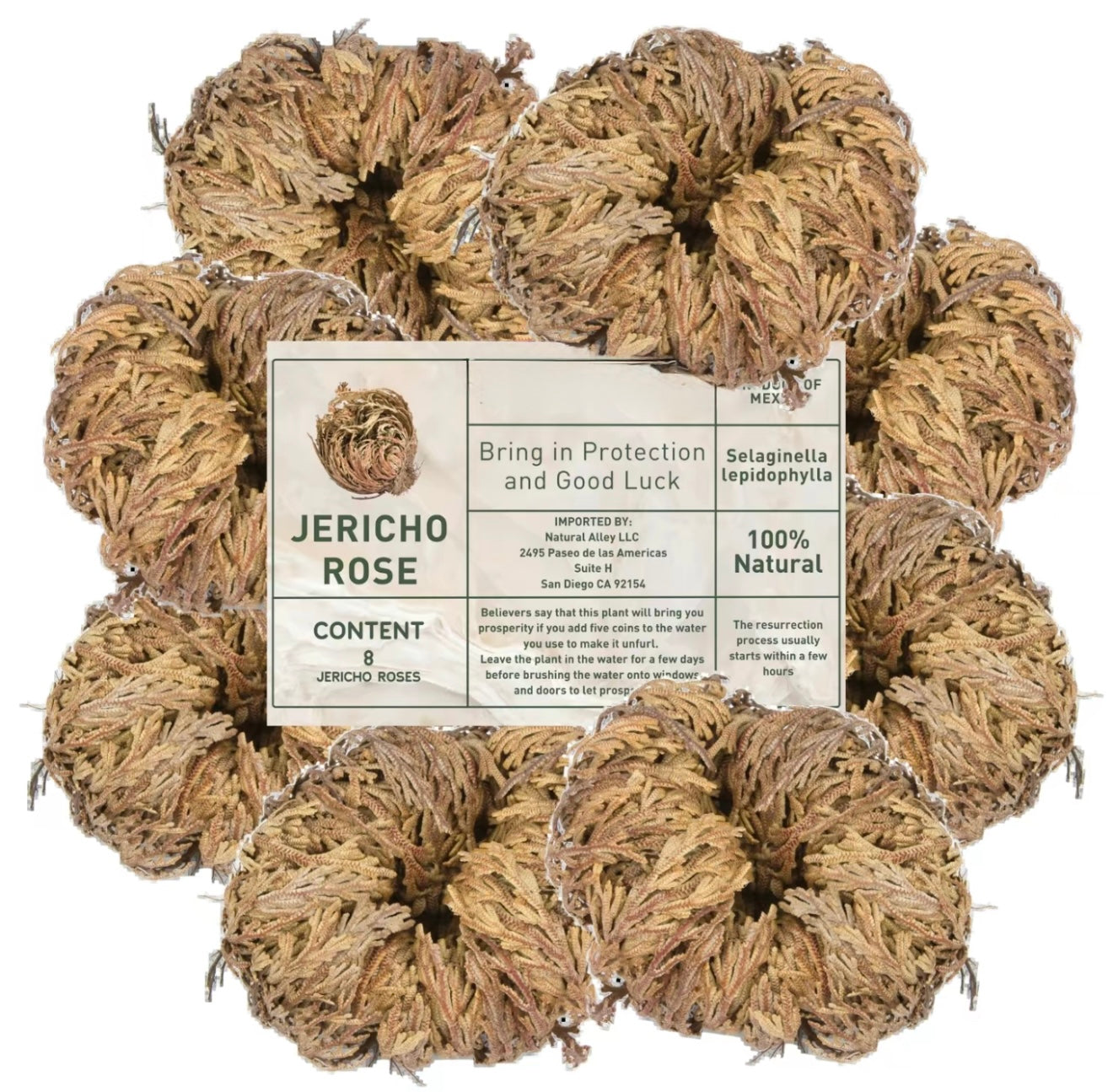Large Jericho Flower (2.5"–3.5") – Premium Rosa de Jericho | Resurrection Plant for Unique Home Decor 8 pack