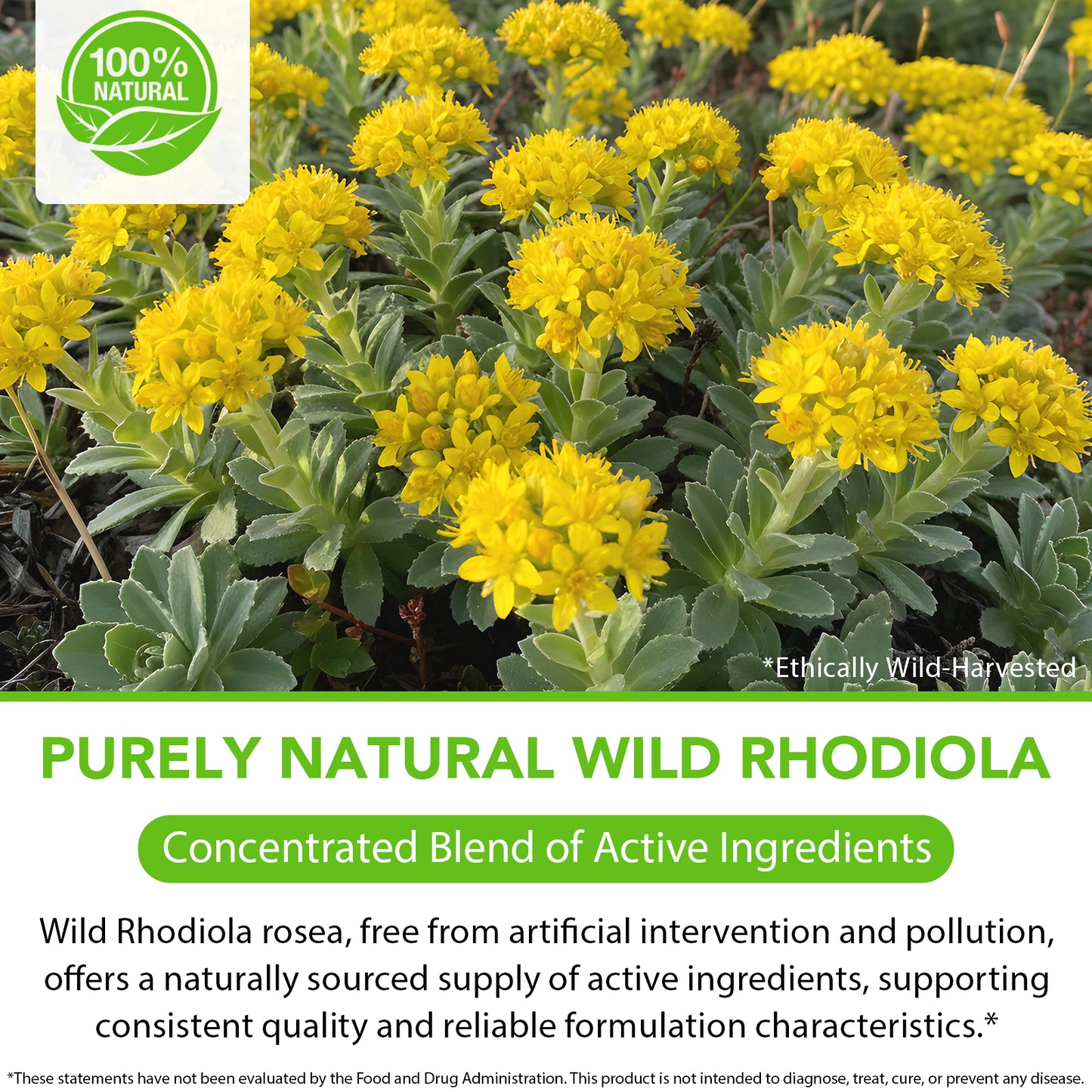 Rhodiola Supplement Liquid - Pure Rhodiola Rosea Tincture for Calmness Support