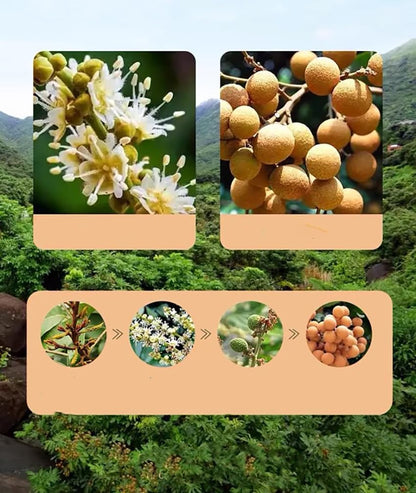 Natural Dried Longan Fruit 200g - Premium Quality, 100% Natural, No Additives, Good Source of Energy & Antioxidants