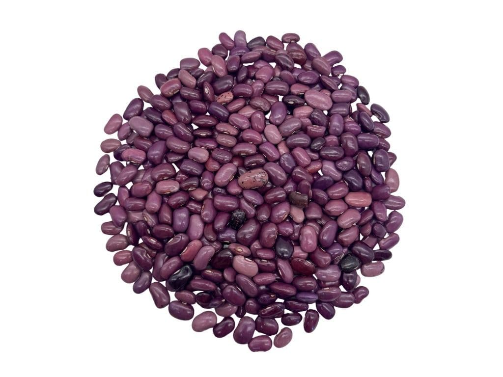 Exotic Purple Ayocote Beans (Frijol Ayocote Morado) – Premium Mexican Heirloom Legume Mexican Grande Ayocote Morado Bean Seeds Runner Bean IMPORTED FROM MEXICO