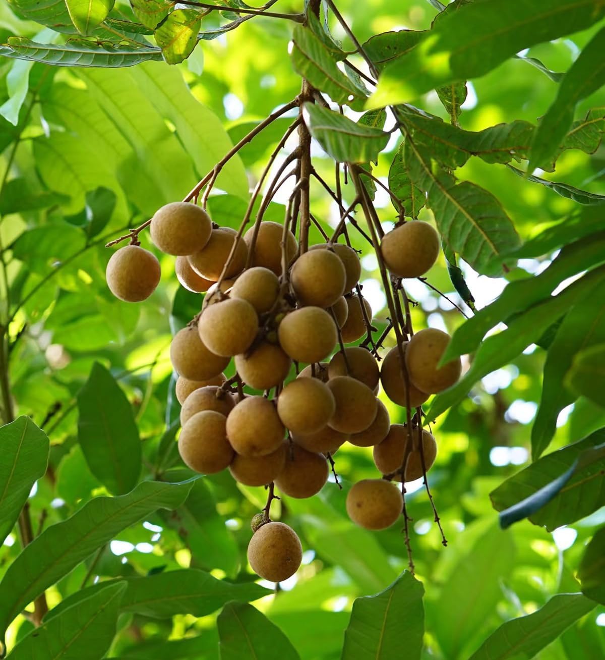 Natural Dried Longan Fruit 200g - Premium Quality, 100% Natural, No Additives, Good Source of Energy & Antioxidants