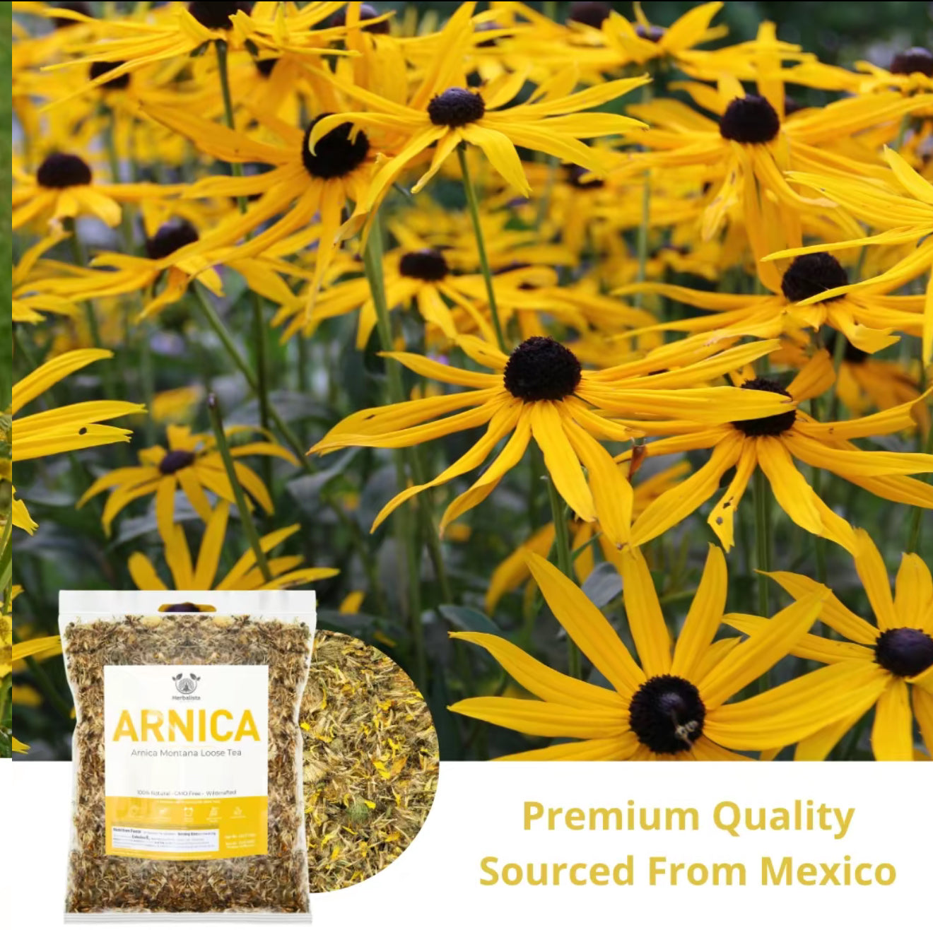 Arnica Montana Leaf Tea Petalos de Arnica - Wildcrafted Arnica Herbal Tea | Té de Árnica Natural Silvestre | 100% Natural Premium Quality Herb 4oz