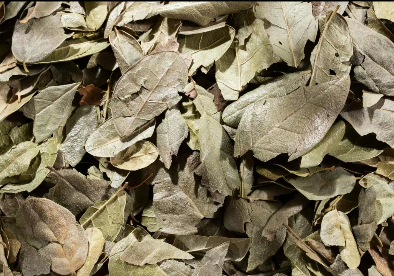 VIRAL Boldus (Boldo) Tea 100% Natural Herbs Vegan made in Mexico Peumus Boldus , te de hierba natural silvestre , wild crafted  4oz