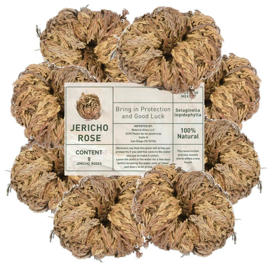 Large Jericho Flower (2.5"–3.5") – Premium Rosa de Jericho | Resurrection Plant for Unique Home Decor 8 pack